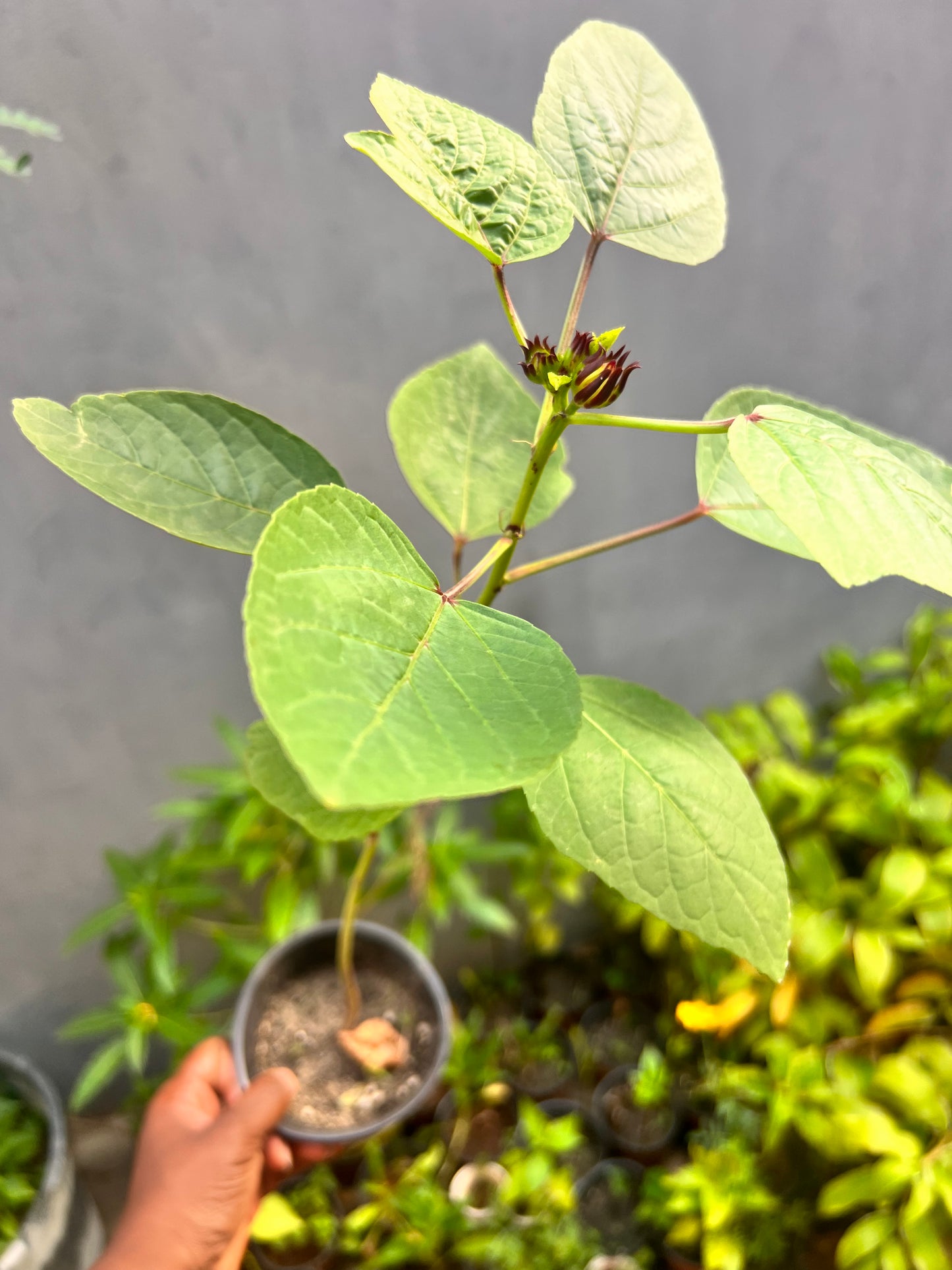 Zobo( Roselle Hibiscus) plant