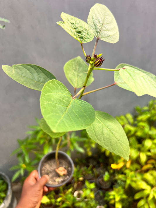 Zobo( Roselle Hibiscus) plant
