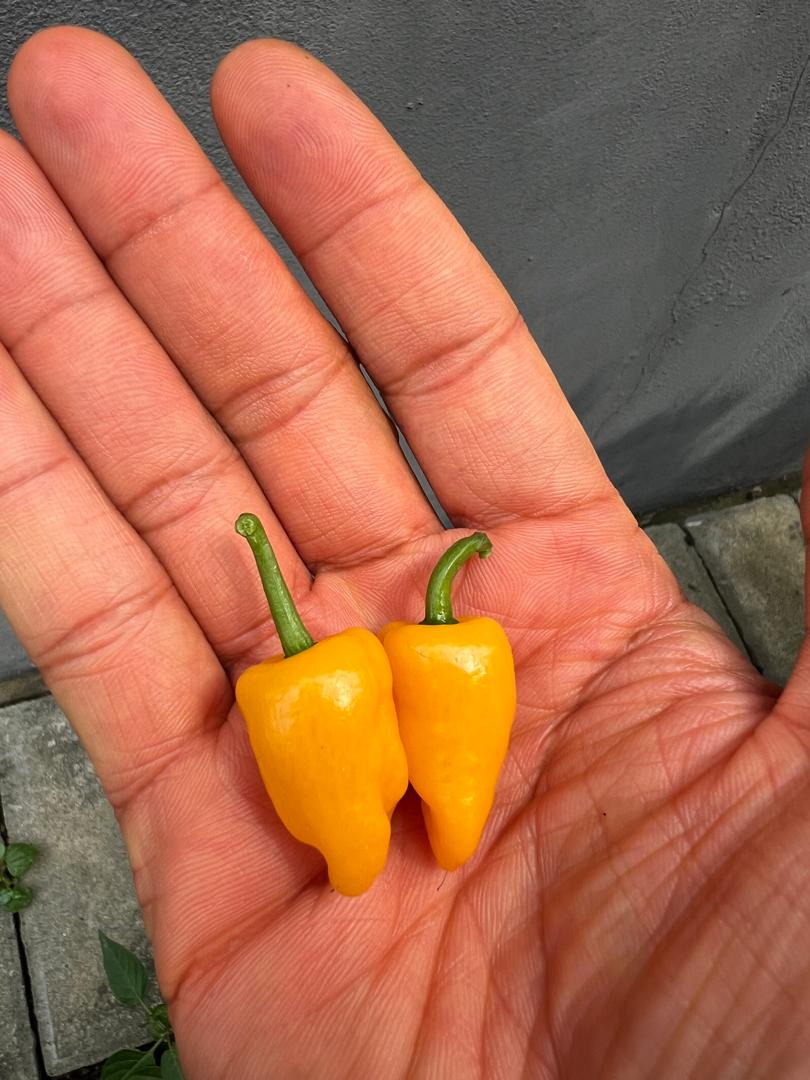 Datil pepper seeds