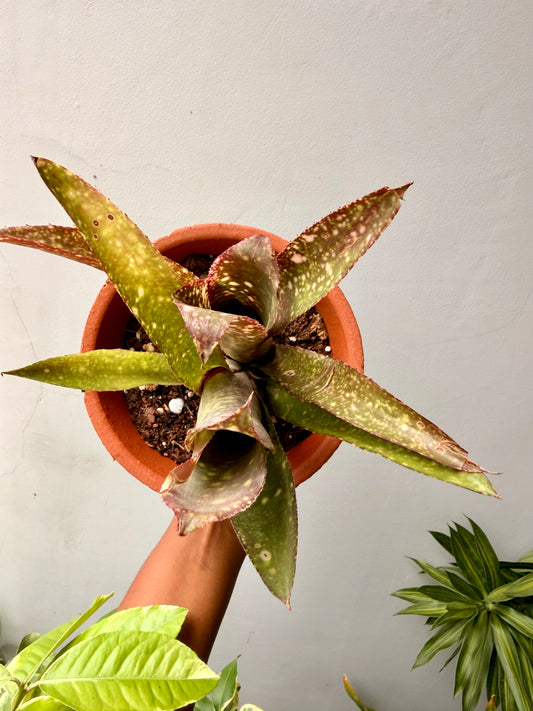 Billbergia