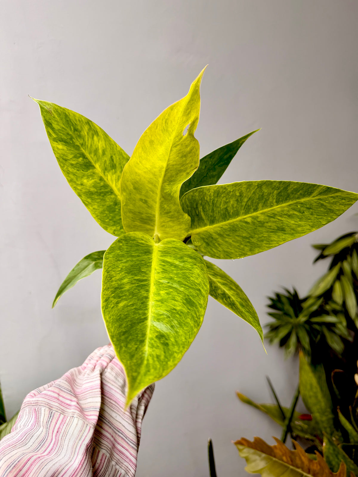 Philodendron 'Calkins Gold'