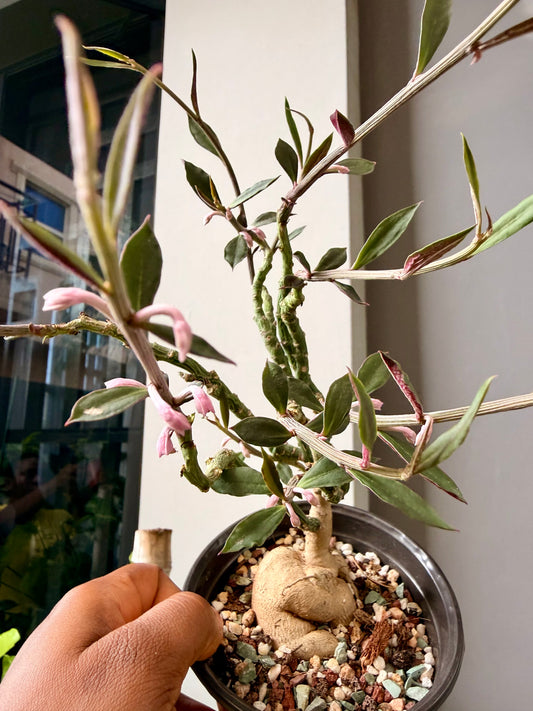 Euphorbia neorubella