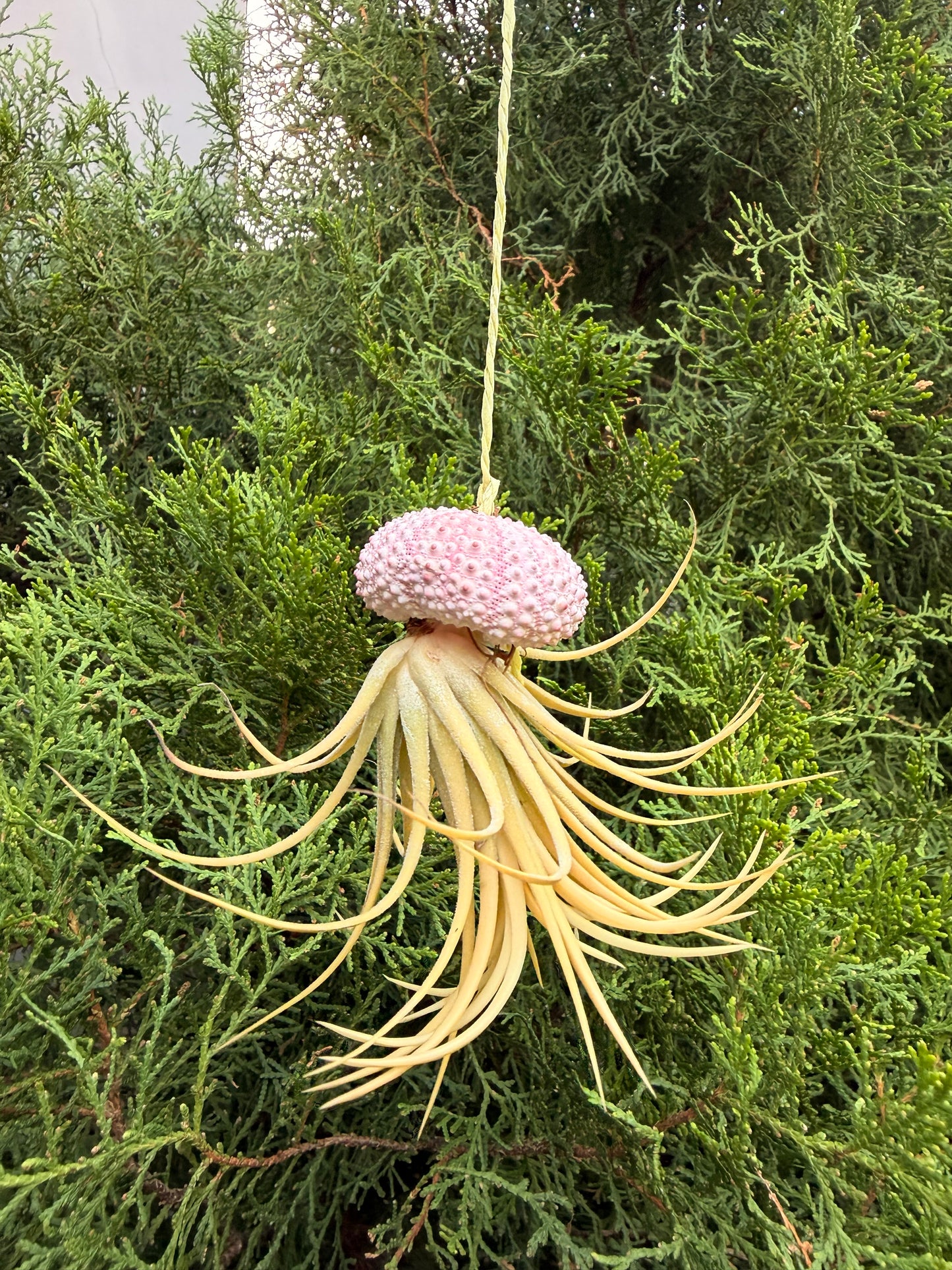 Tillandsia ionantha 'Druid'(in a decorative shell)
