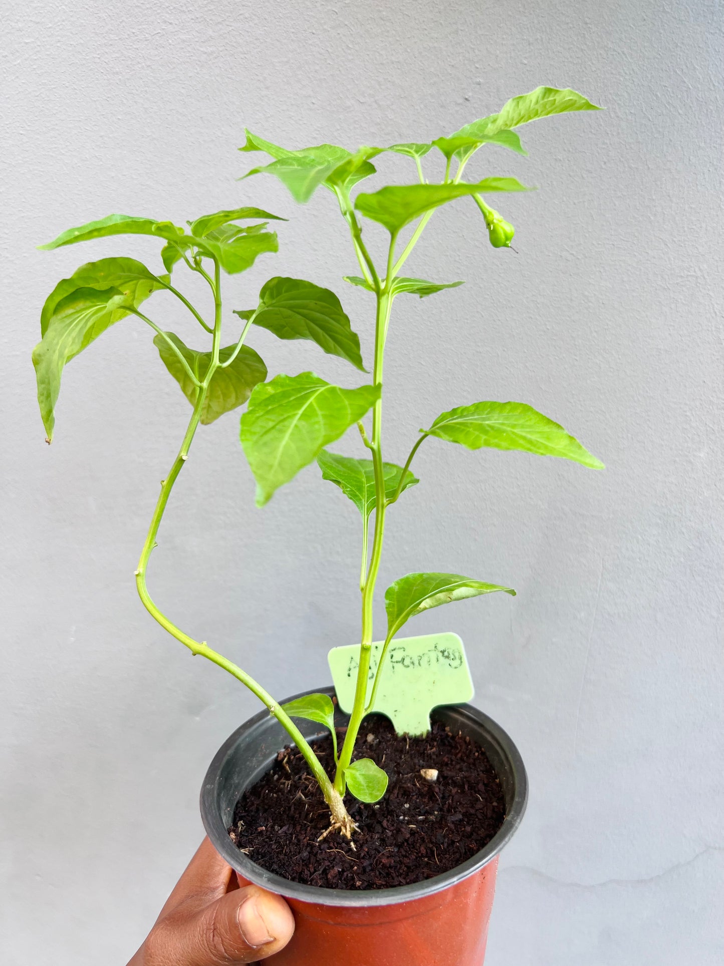 Aji Fantasy Pepper seedlings