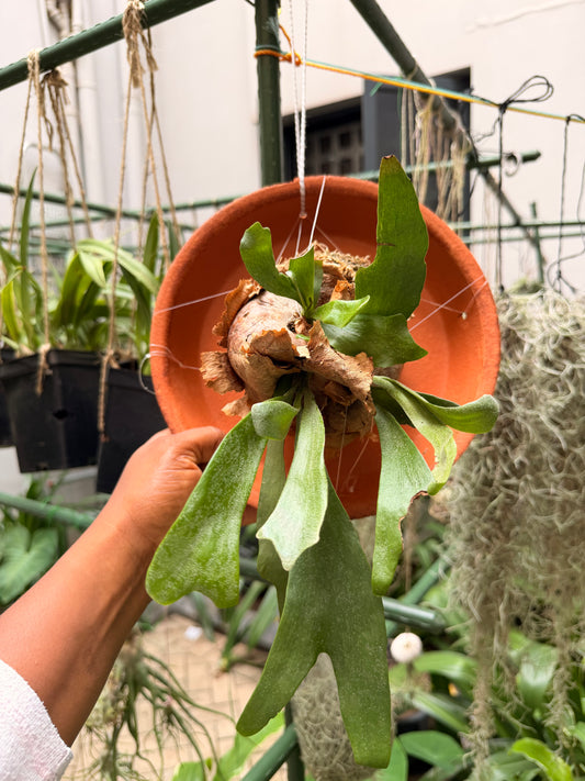 Staghorn/Antler fern