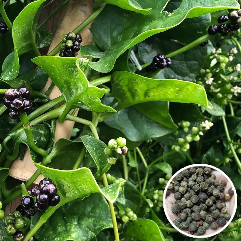 Malabar spinach seeds