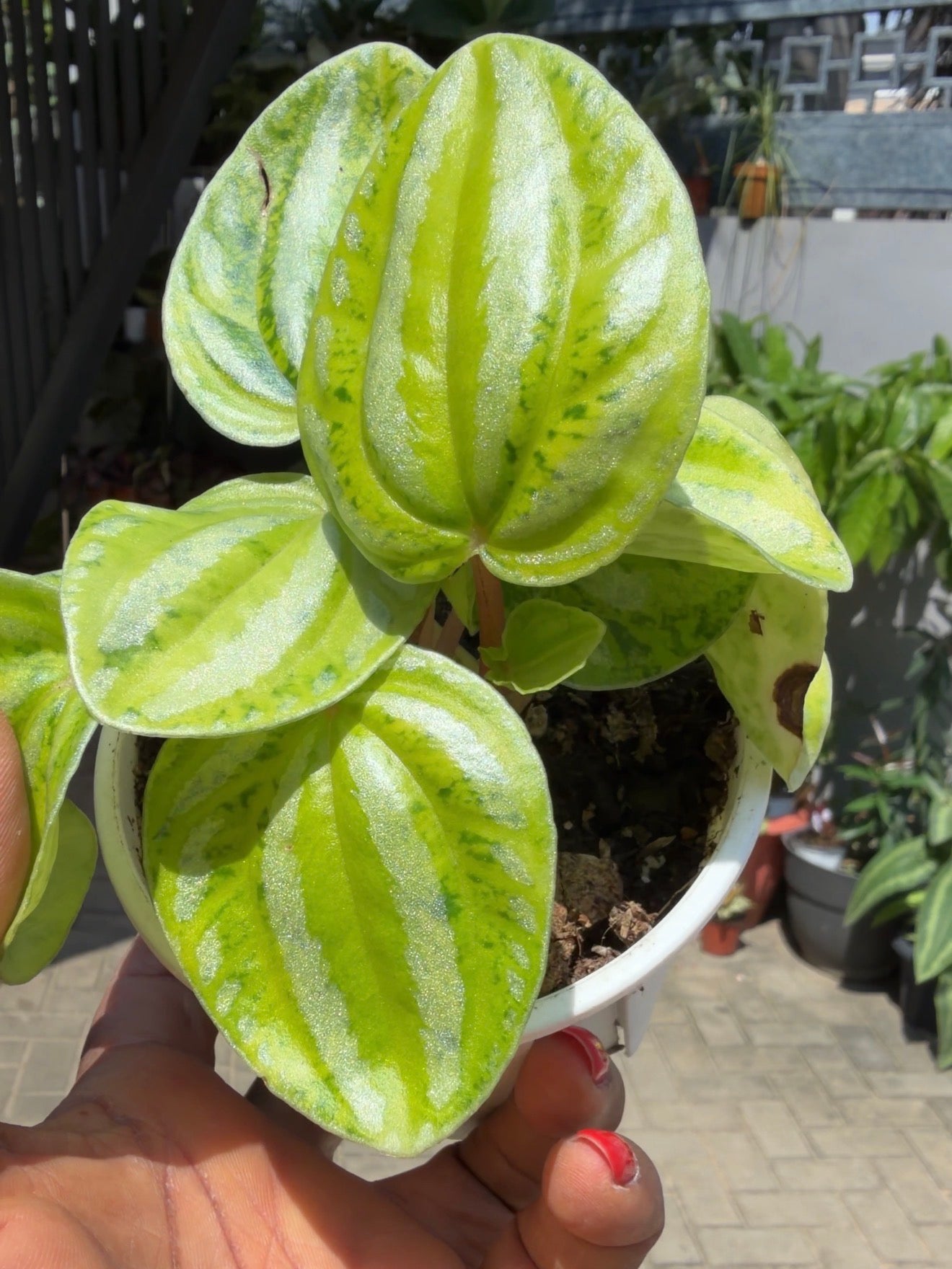 Peperomia argyreia (Watermelon Peperomia) with Fluorescent Yellow Variegation