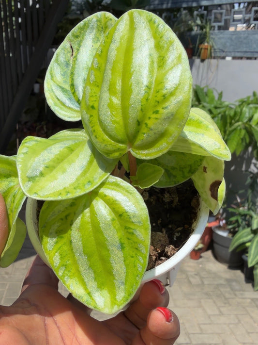 Peperomia argyreia (Watermelon Peperomia) with Fluorescent Yellow Variegation
