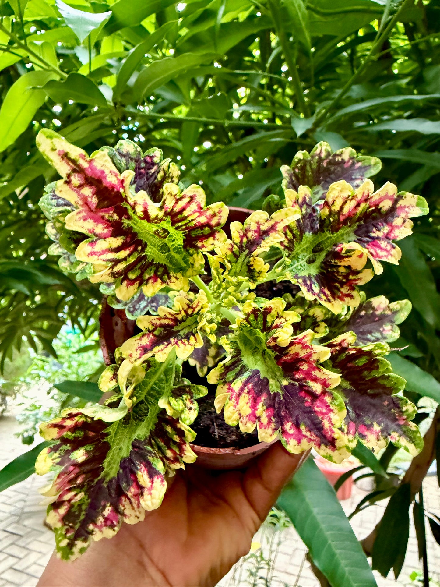 Coleus