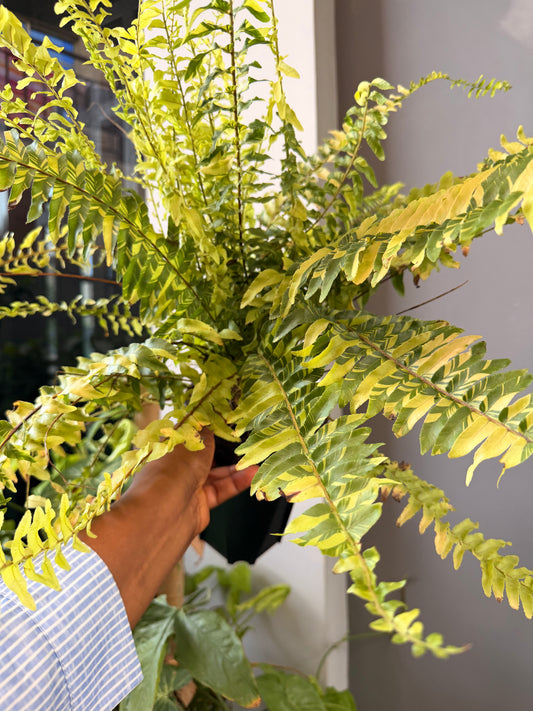 Nephrolepis exaltata variegata ‘Tiger’