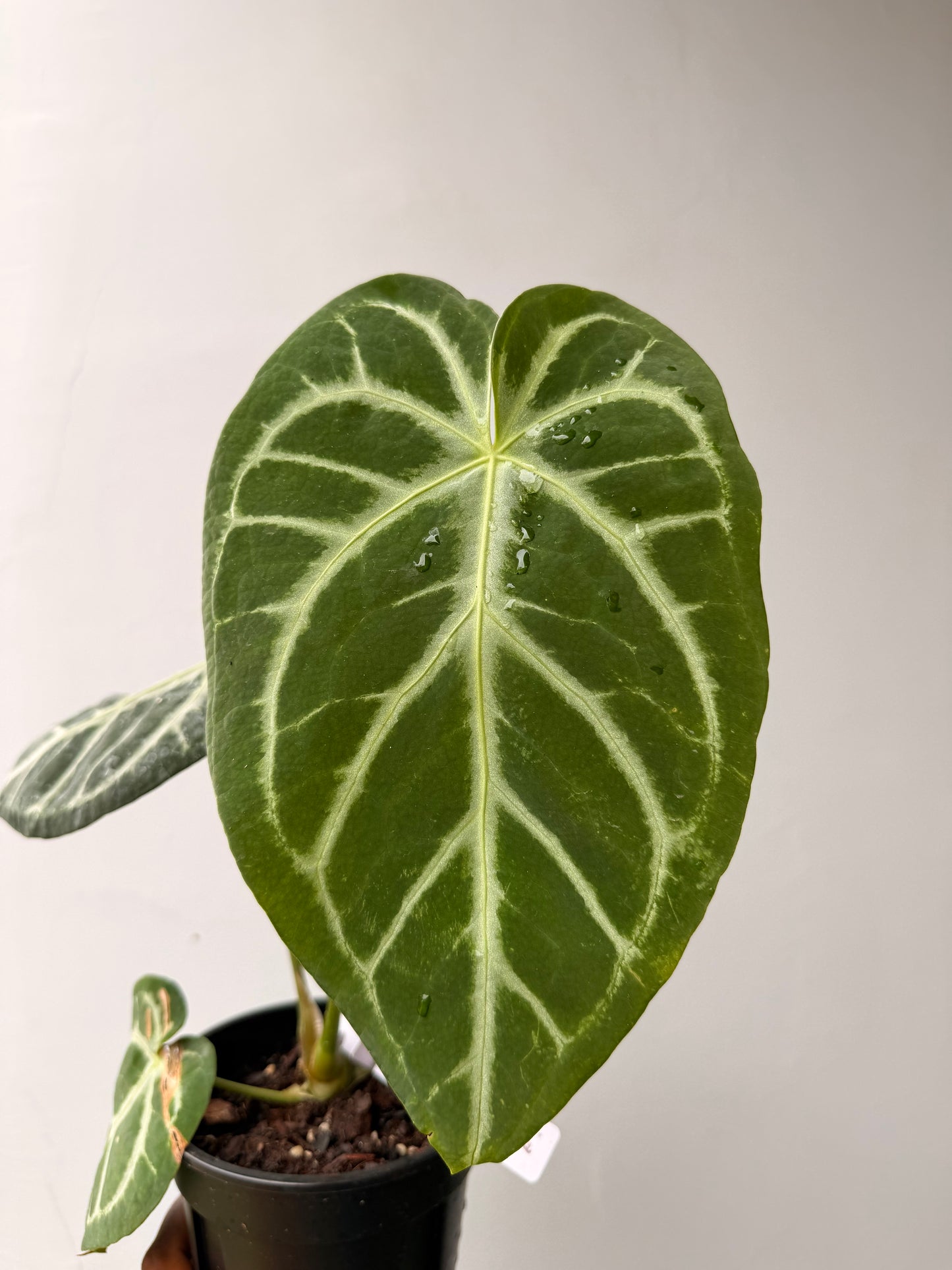 Anthurium crystallinum
