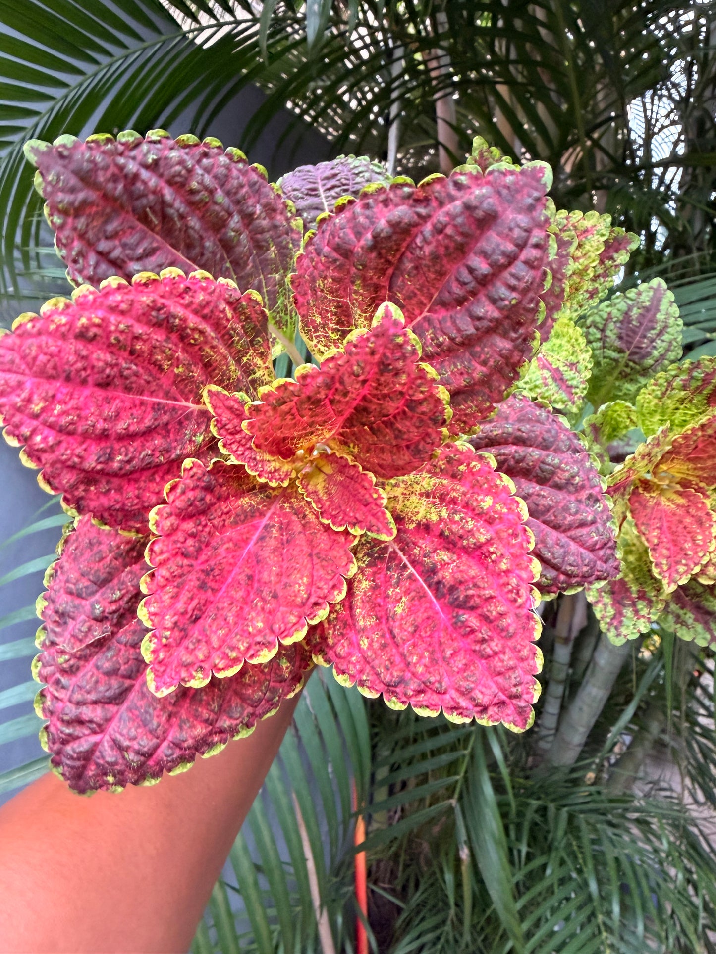 Coleus