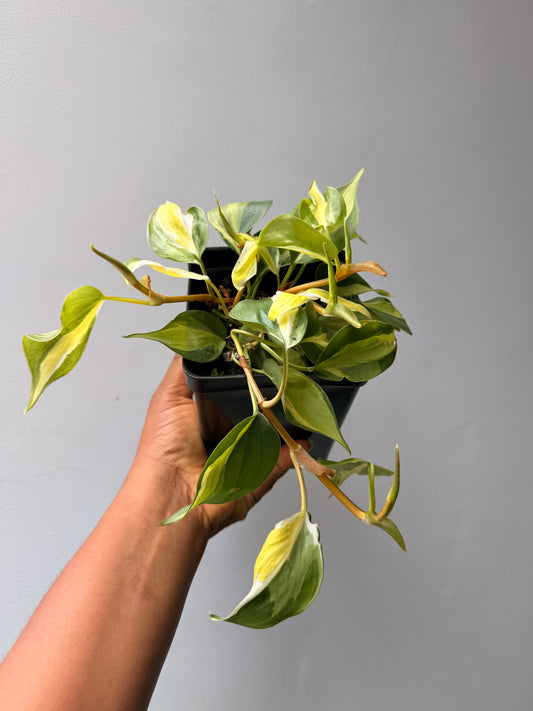 Philodendron cream splash