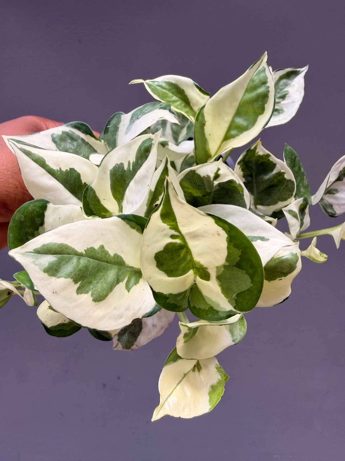 N’joy Pothos