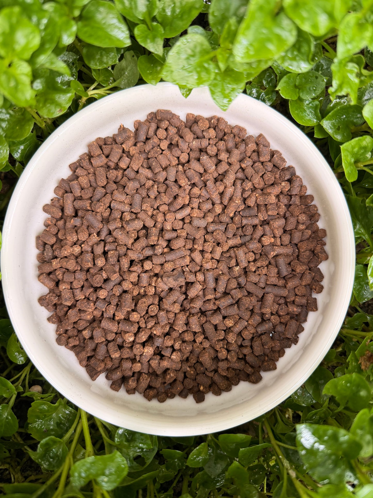 Pelleted Fermented Sesame cake Organic plant food