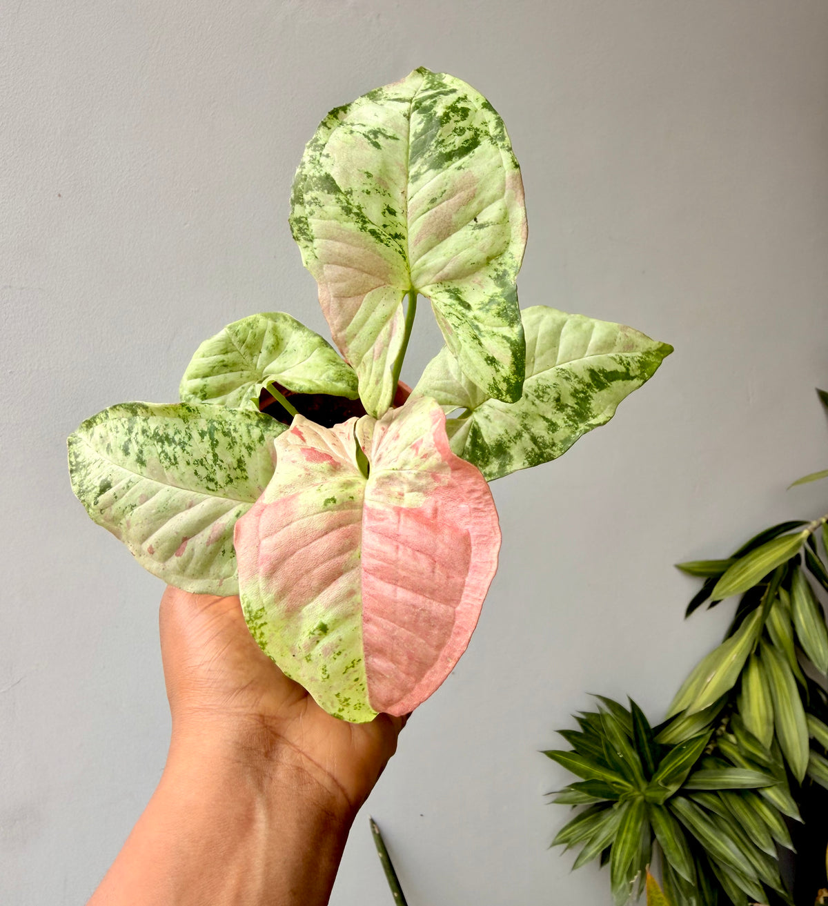 Syngonium Confetti Tricolor