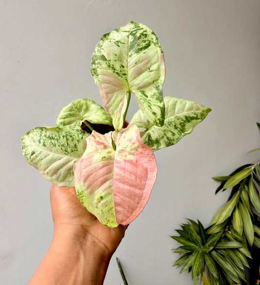 Syngonium Confetti Tricolor