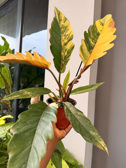 Philodendron Caramel Marble Variegated