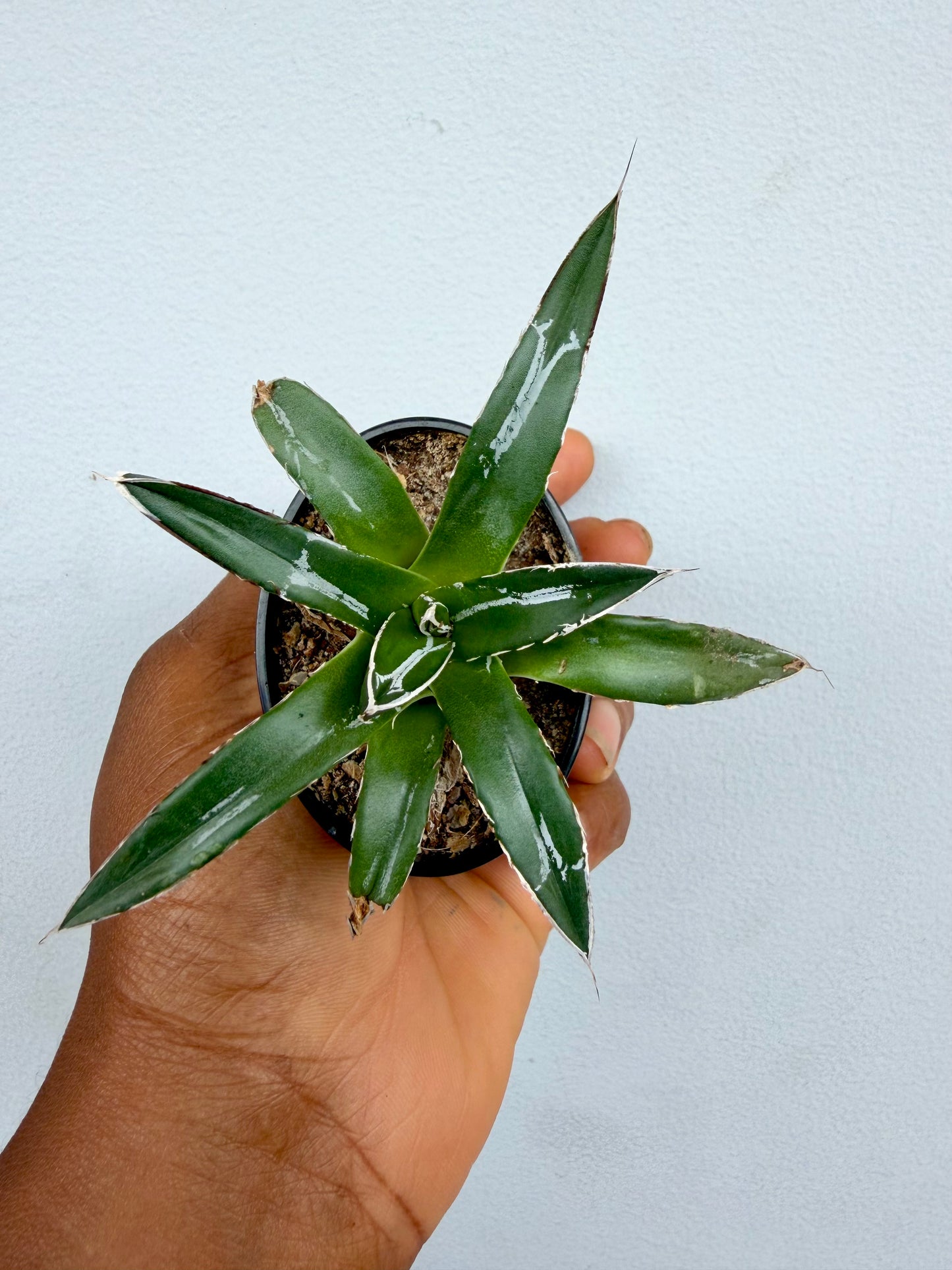 Plant combo set 1