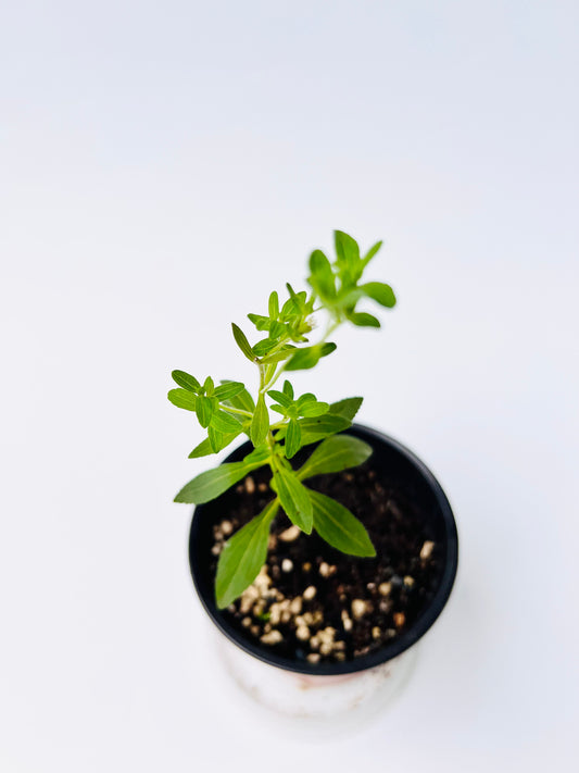 Stevia Seedling