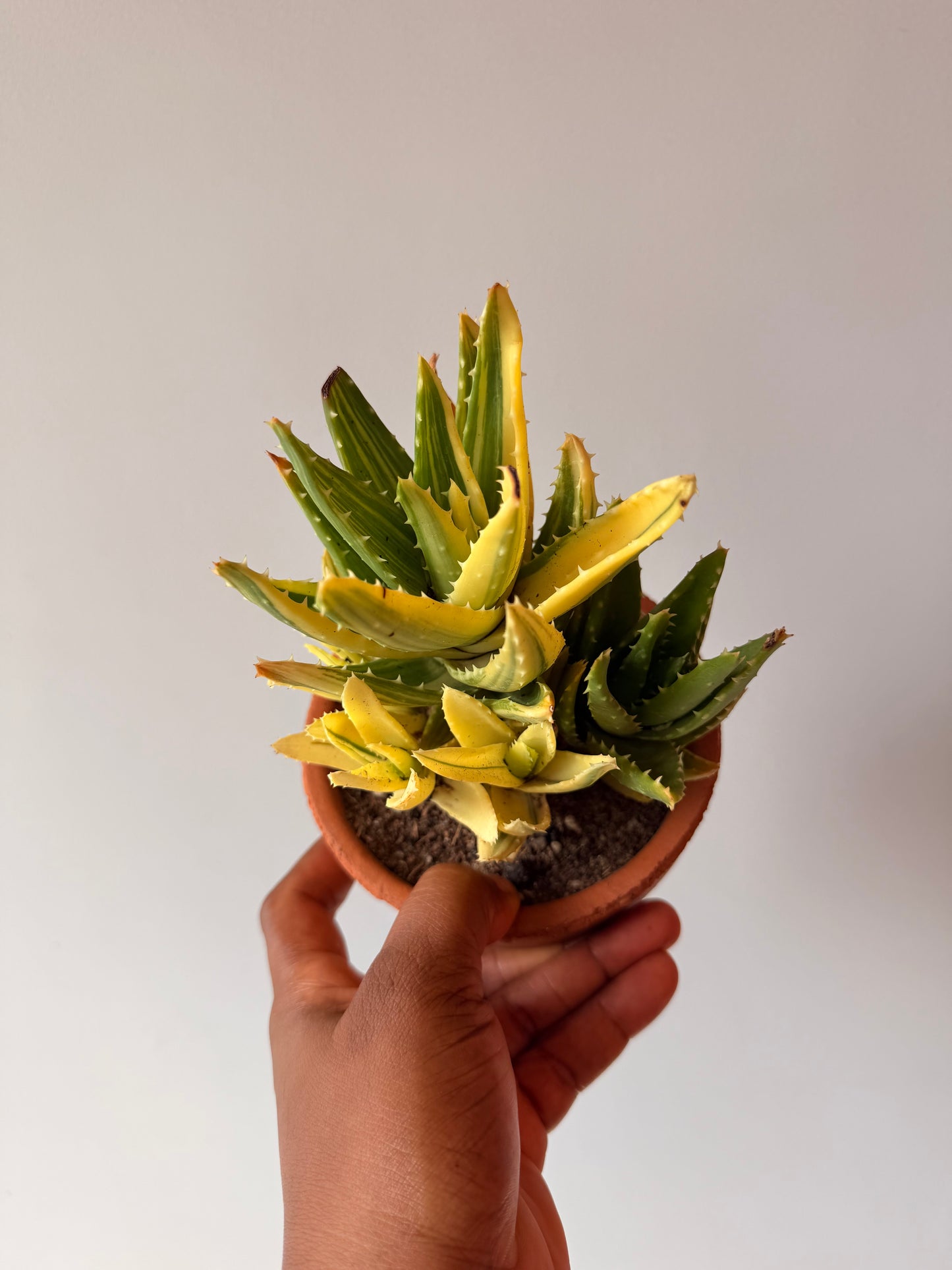 Aloe Nobilis Variegated cluster