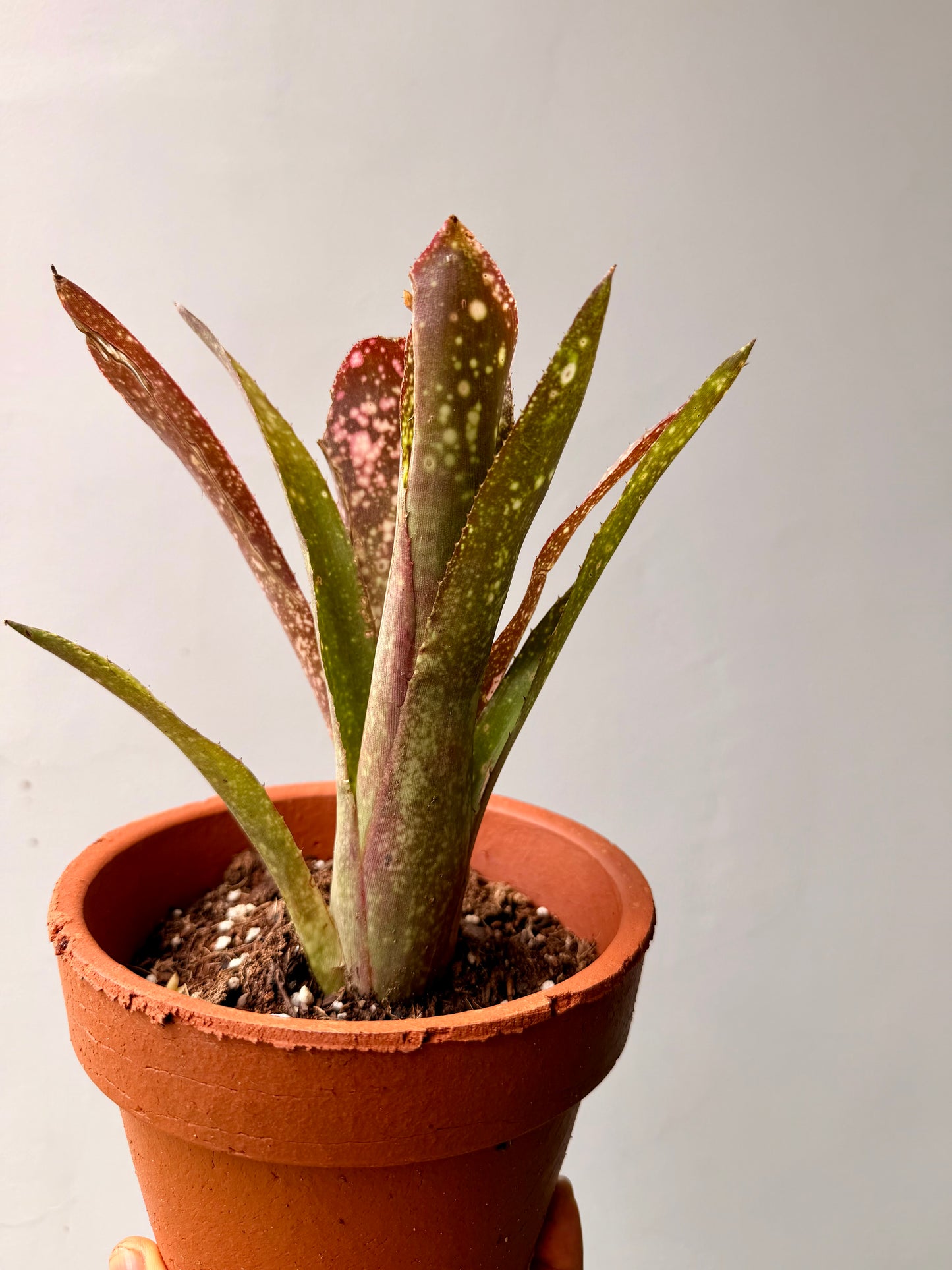 Billbergia