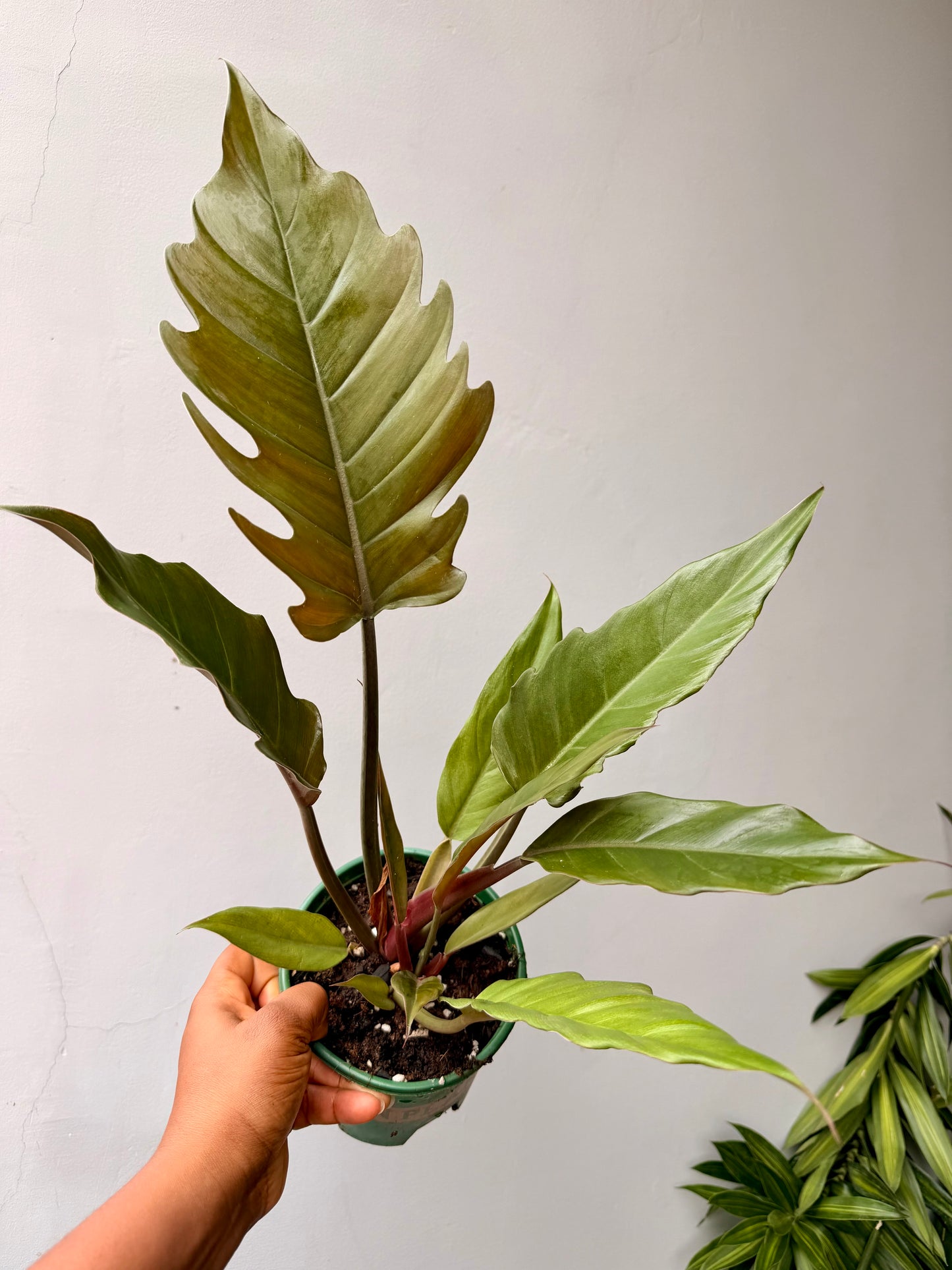 Philodendron Pluto