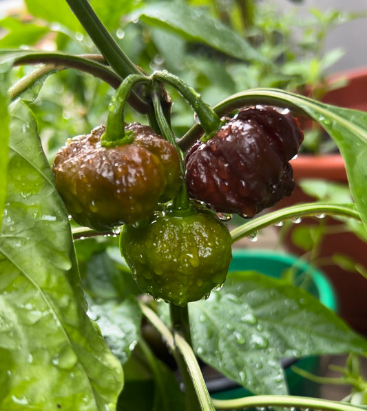 7 pot chocolate hot pepper seeds