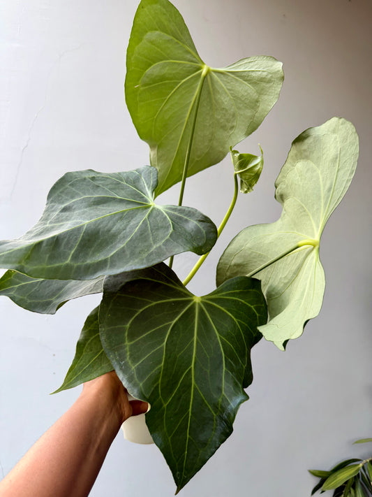 Anthurium Delta force