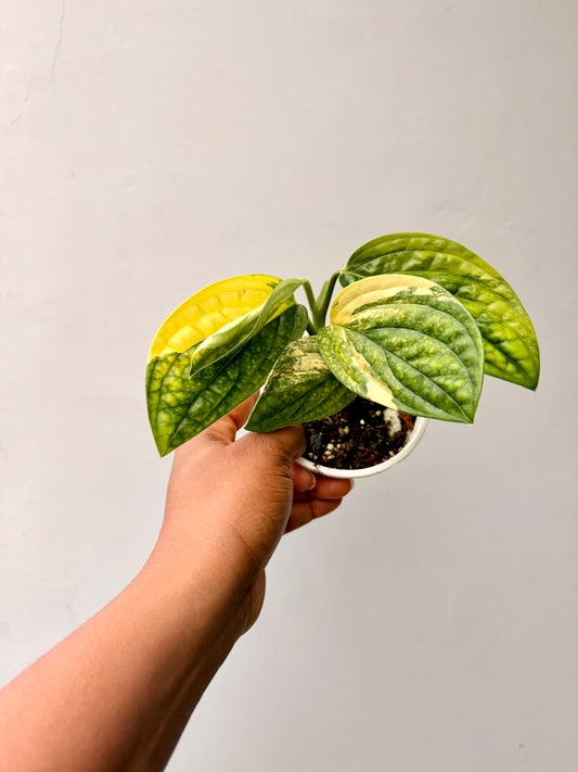 Variegated Momstera Peru
