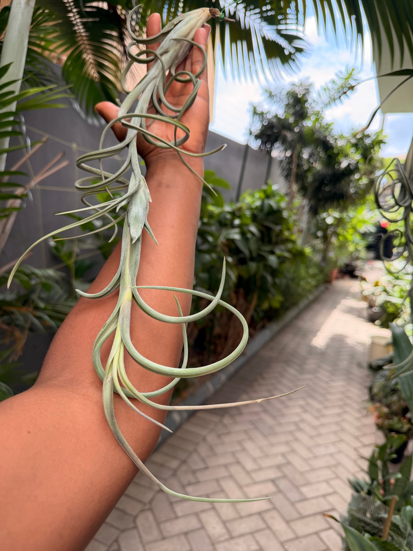 Tillandsia Intermedia(Large form)