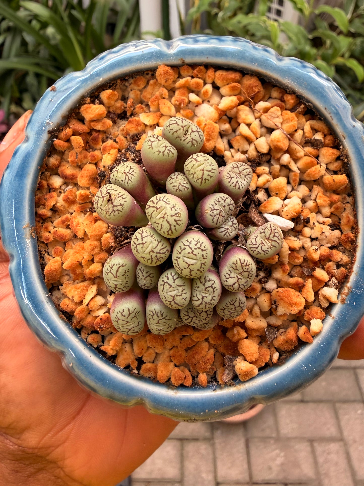 Conophytum Wittebergense