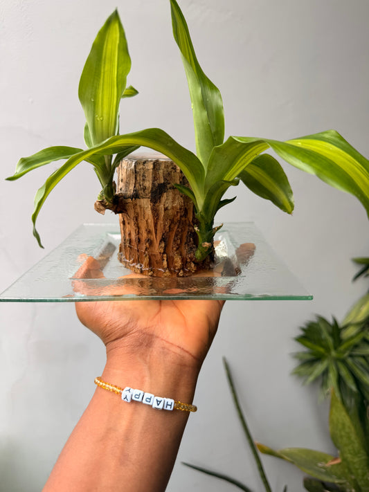 Dracena Fragrans in water