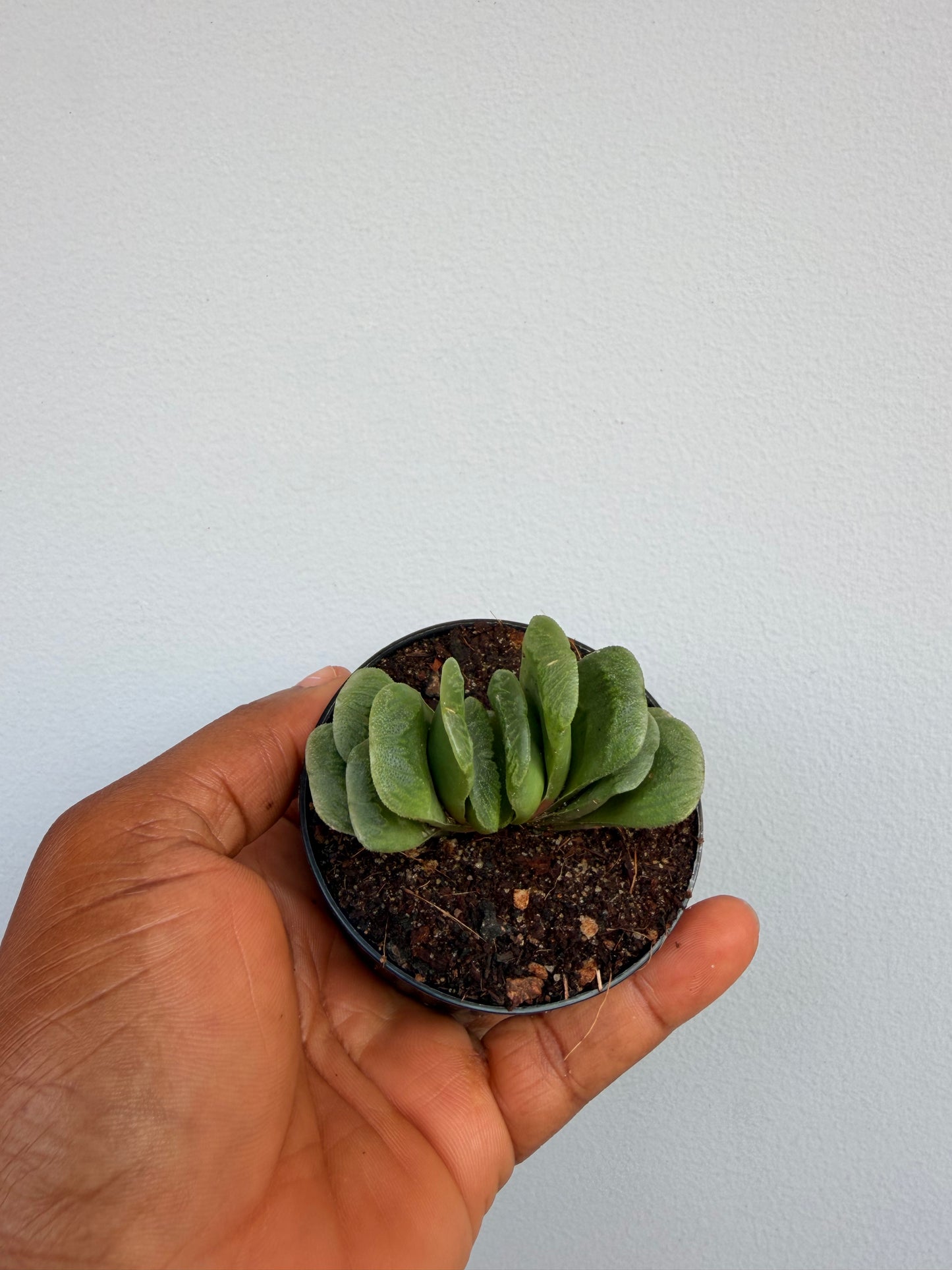 Haworthia Truncata