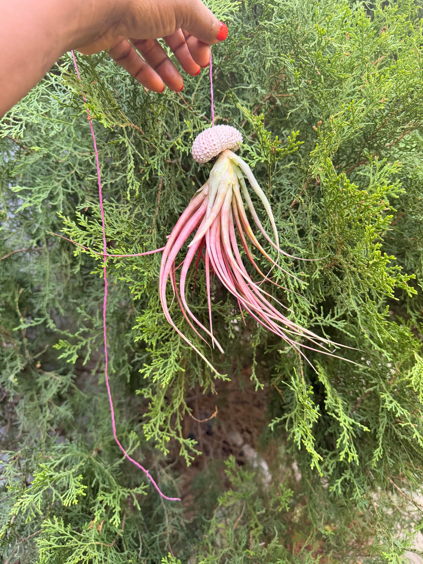 Tillandsia Brachycaulos