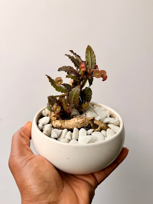 Euphorbia Francoisii