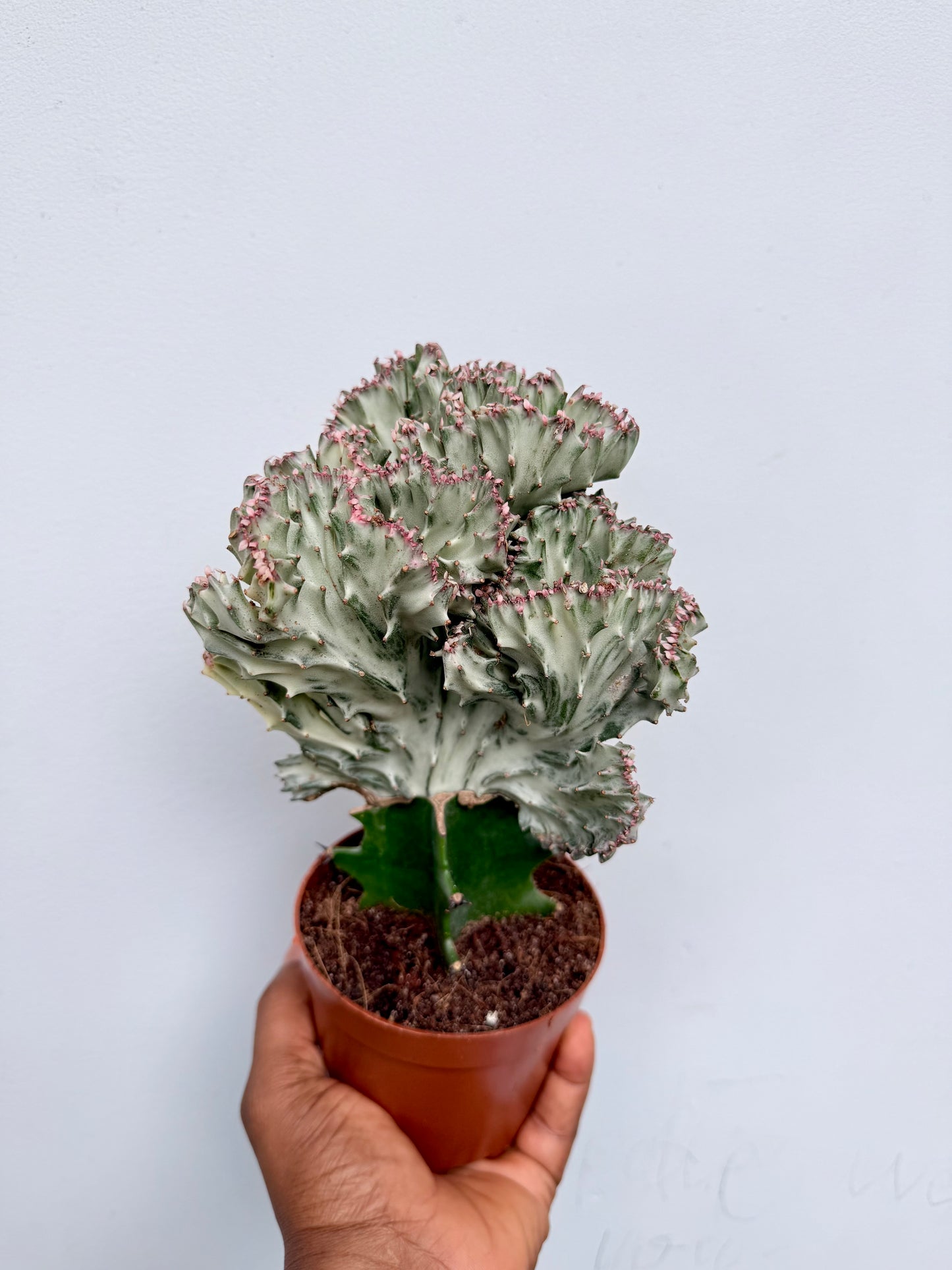 Euphorbia lactea cristata