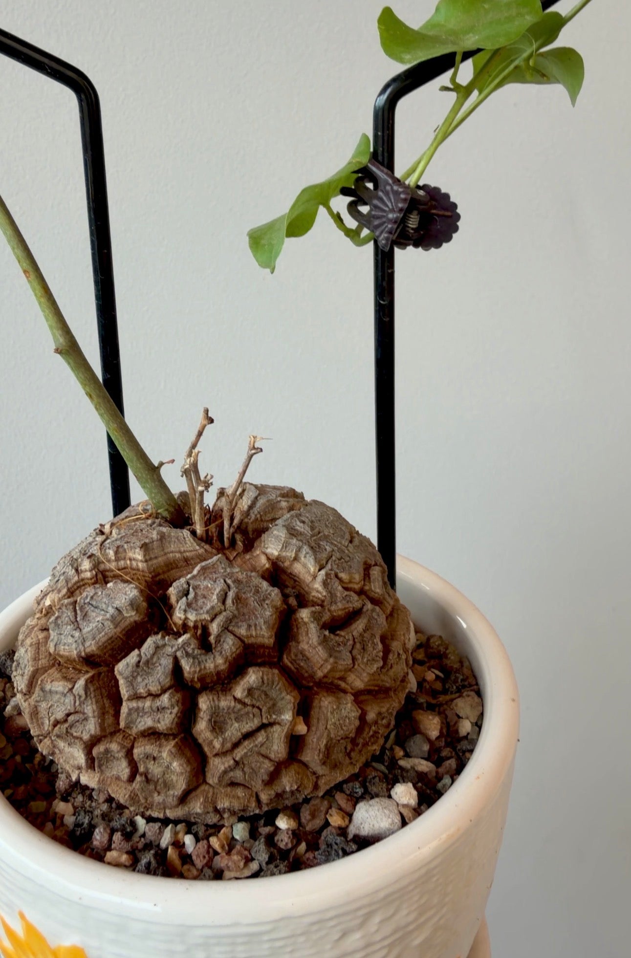 Dioscorea elephantipes(the Elephant’s Foot Plant)