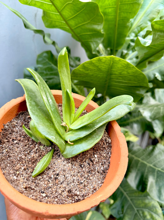 Tongue Plant
(Glottiphyllum longum)