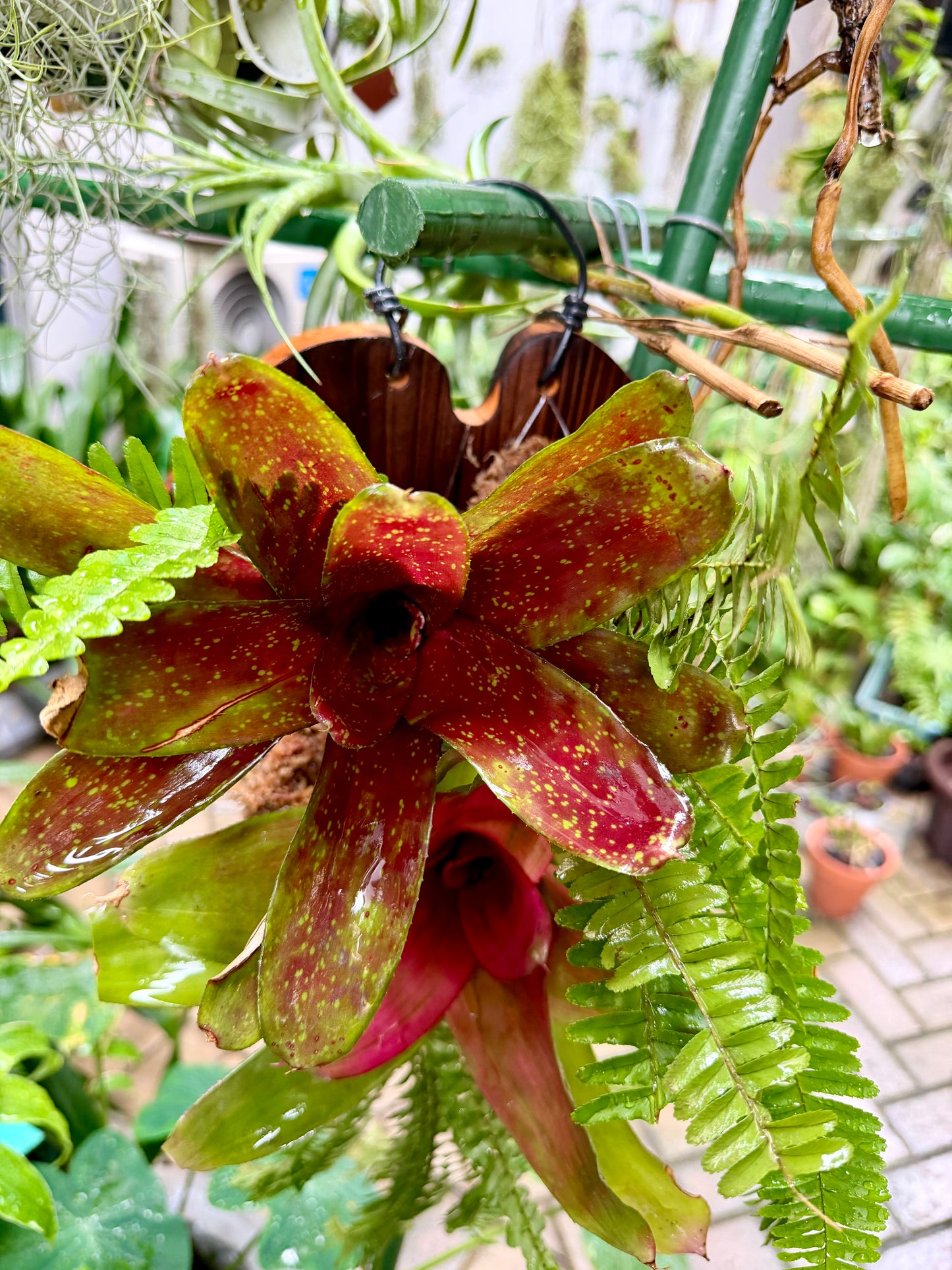 Bromeliad-Boston fern hanging display