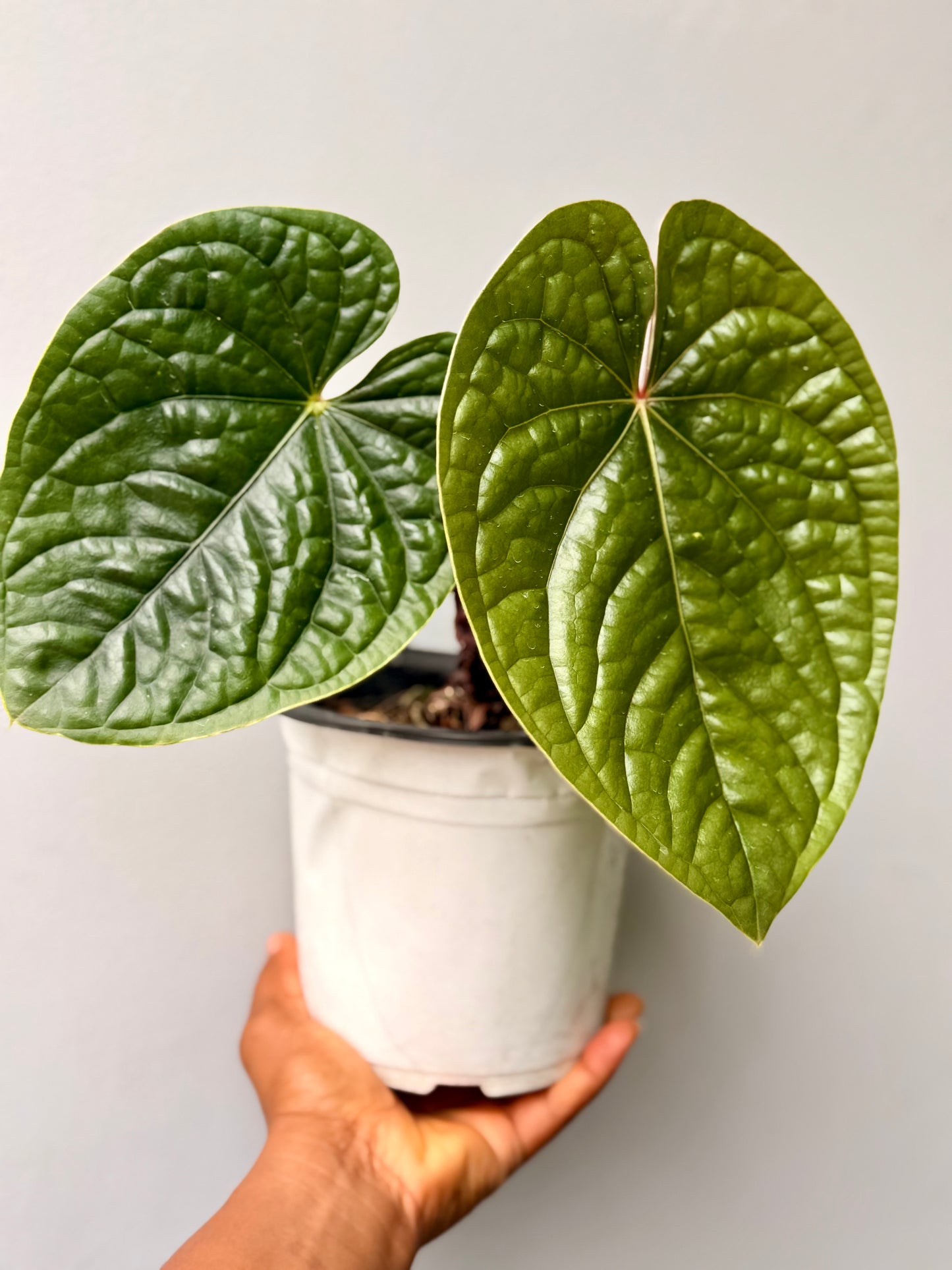 Anthurium luxurians