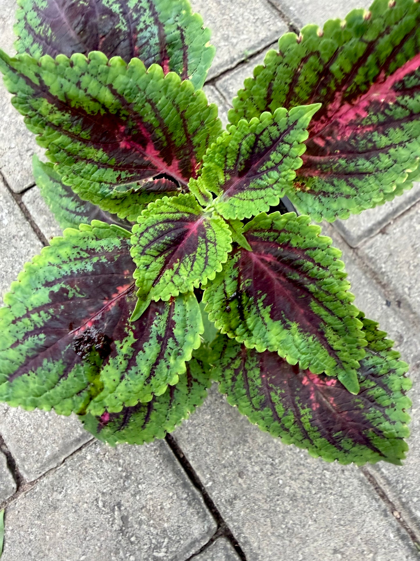 Coleus