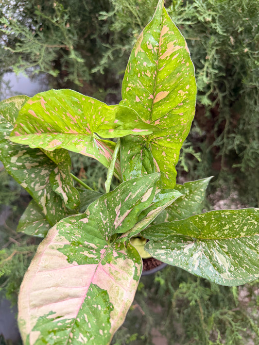 Pink splash Syngonium