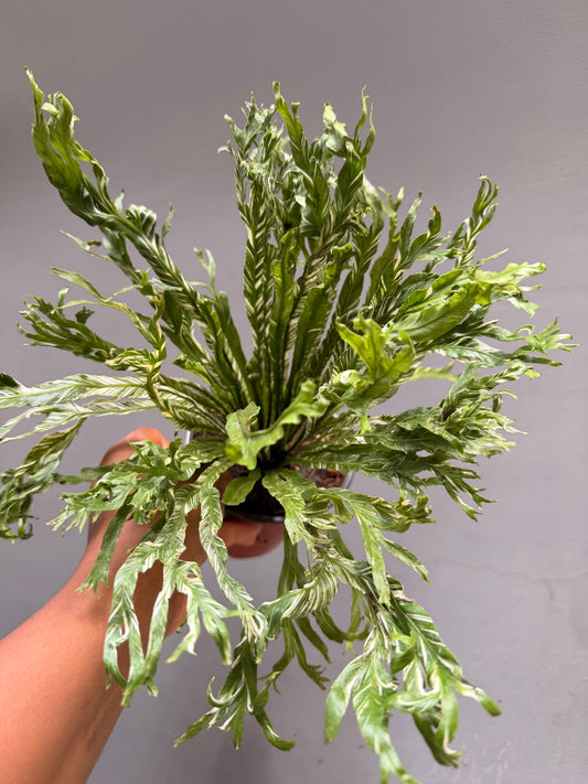 Asplenium nidus variegated