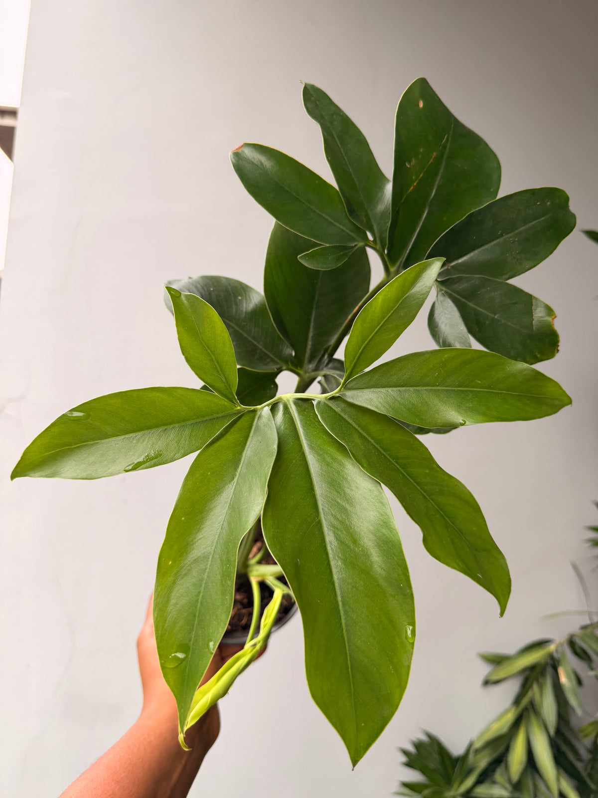 Philodendron Fun Bun