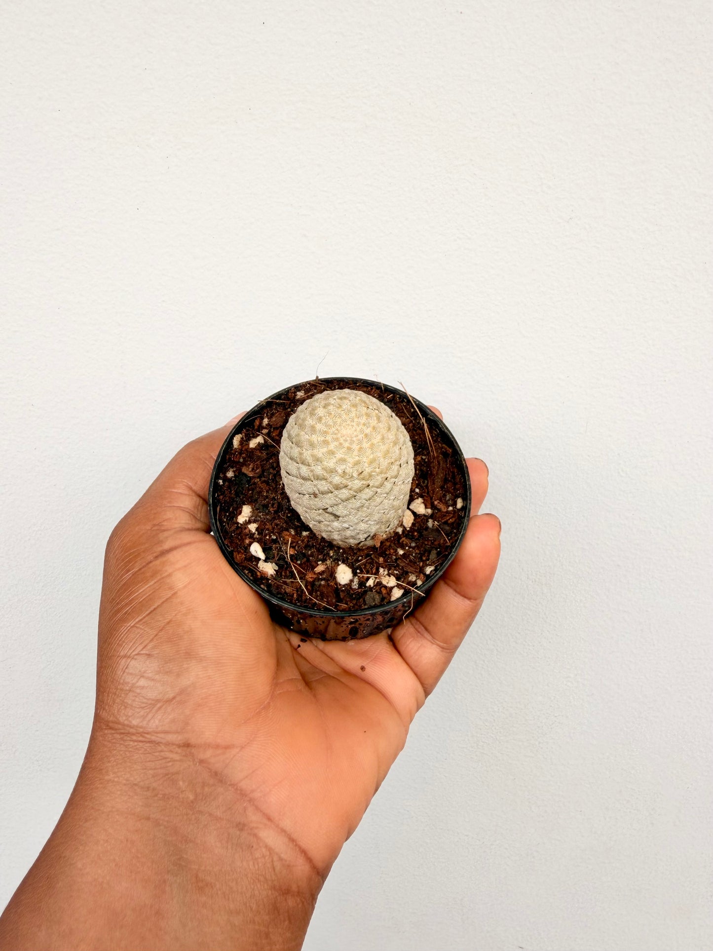 Euphorbia Piscidermis (fish scale)