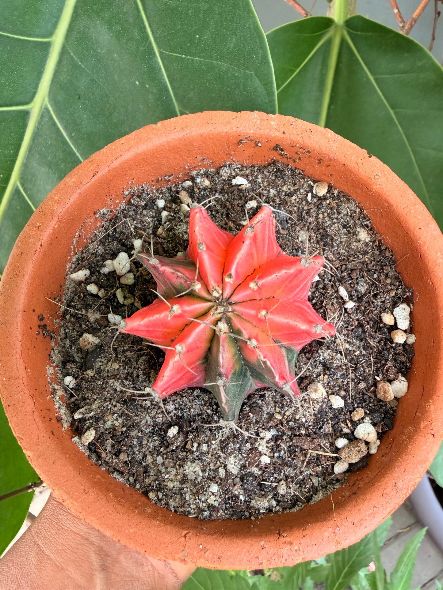 Variegated moon cactus