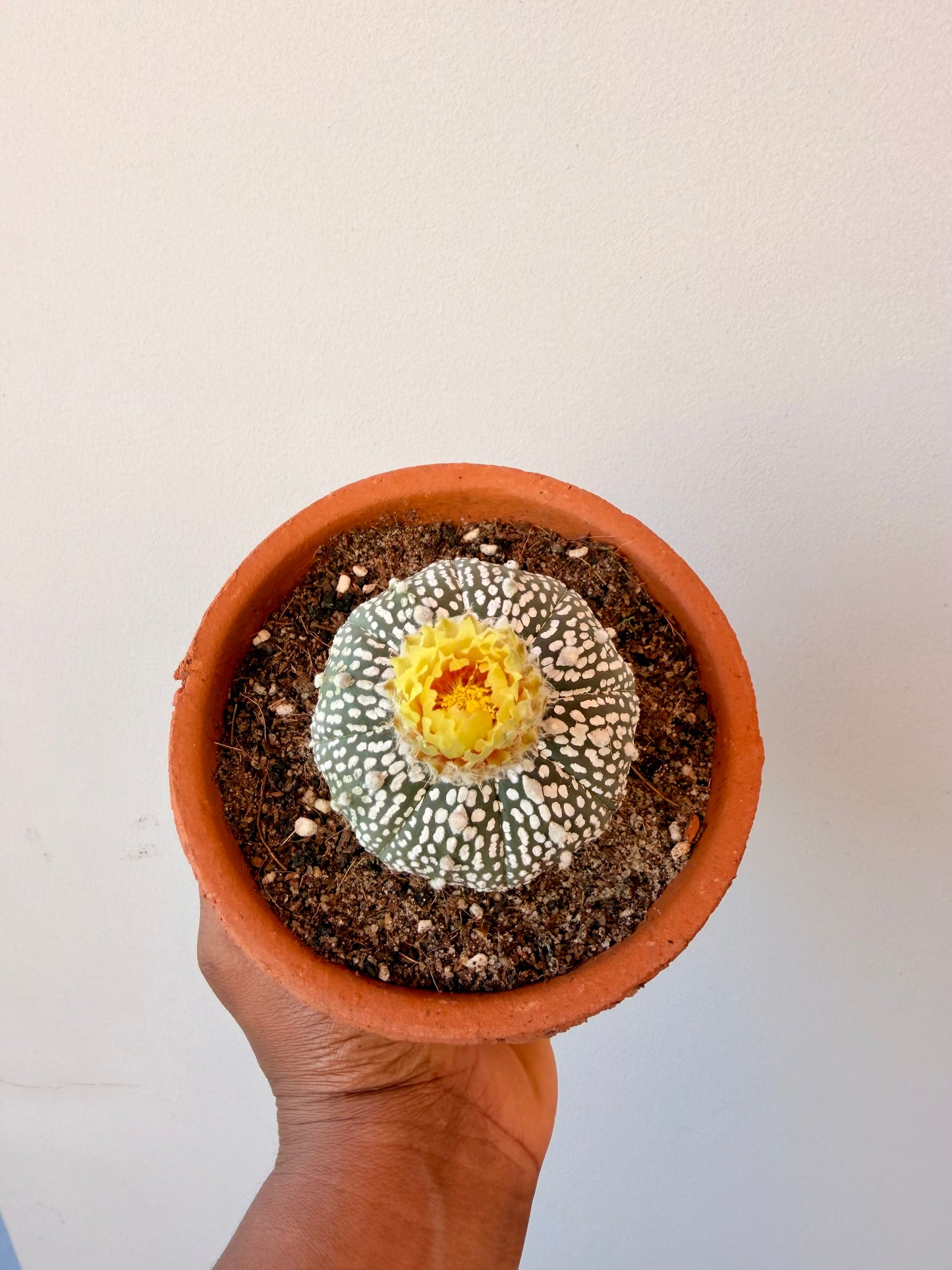 Astrophytum Asterias 'Super Kabuto'