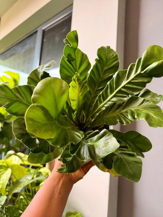 Cobra fern(Asplenium nidus 'Cobra')