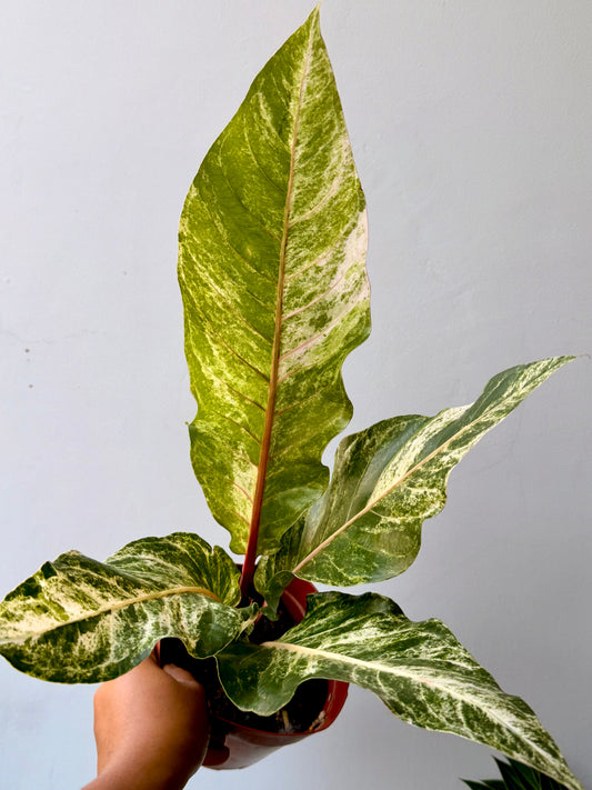Anthurium Hookeri